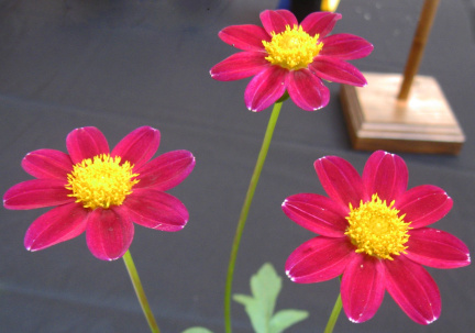 Dahlia ' LO - HELEN '  (Mignon Single)  Lobaugh W.  USA  2019  Washington State Show, USA 2022  (David Brown)